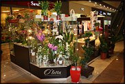 www.floristic.ru - .   