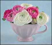 www.floristic.ru - .  - Ranunculus