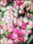 www.floristic.ru - .  - Ranunculus