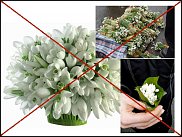 www.floristic.ru - .  (Galanthus)