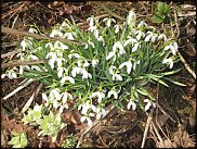 www.floristic.ru - .  (Galanthus)