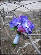 www.floristic.ru - .  .