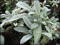 www.floristic.ru - .  (STACHYS)  