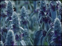 www.floristic.ru - .  (STACHYS)  