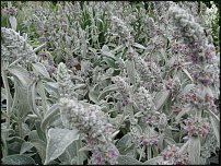 www.floristic.ru - .  (STACHYS)  