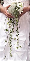 www.floristic.ru - .  (STACHYS)  