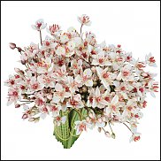 www.floristic.ru - .   