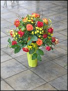 www.floristic.ru - . -  