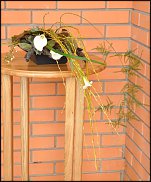 www.floristic.ru - . -  