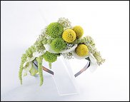 www.floristic.ru - . Craspedia globosa -  