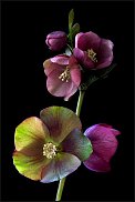 www.floristic.ru - . Helleborus  - 