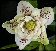 www.floristic.ru - . Helleborus  - 