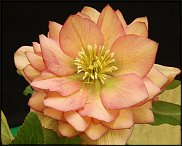 www.floristic.ru - . Helleborus  - 