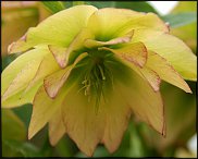 www.floristic.ru - . Helleborus  - 