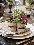 www.floristic.ru - Флористика. Суккуле́нты (Succulentus)