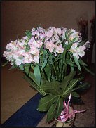 www.floristic.ru - .  :)