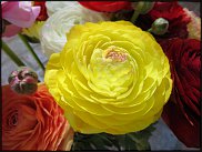 www.floristic.ru - .  - Ranunculus