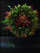 www.floristic.ru - . 