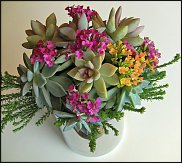 www.floristic.ru - . ́ (Succulentus)