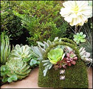 www.floristic.ru - . ́ (Succulentus)