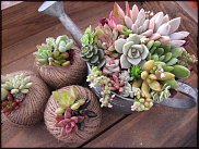 www.floristic.ru - Флористика. Суккуле́нты (Succulentus)
