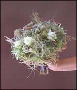 www.floristic.ru - Флористика. Суккуле́нты (Succulentus)
