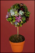www.floristic.ru - Флористика. Суккуле́нты (Succulentus)