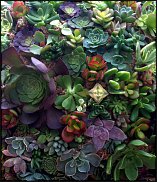 www.floristic.ru - Флористика. Суккуле́нты (Succulentus)