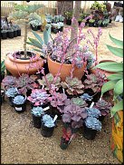 www.floristic.ru - Флористика. Суккуле́нты (Succulentus)