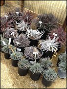 www.floristic.ru - Флористика. Суккуле́нты (Succulentus)