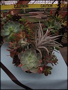 www.floristic.ru - Флористика. Суккуле́нты (Succulentus)