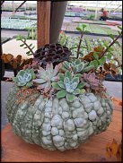 www.floristic.ru - Флористика. Суккуле́нты (Succulentus)