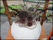 www.floristic.ru - Флористика. Суккуле́нты (Succulentus)