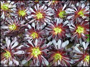 www.floristic.ru - Флористика. Суккуле́нты (Succulentus)