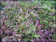 www.floristic.ru - Флористика. Суккуле́нты (Succulentus)