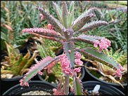 www.floristic.ru - Флористика. Суккуле́нты (Succulentus)