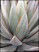 www.floristic.ru - Флористика. Суккуле́нты (Succulentus)