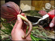 www.floristic.ru - Флористика. Суккуле́нты (Succulentus)