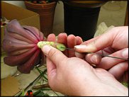 www.floristic.ru - Флористика. Суккуле́нты (Succulentus)