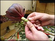 www.floristic.ru - Флористика. Суккуле́нты (Succulentus)
