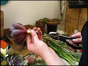 www.floristic.ru - Флористика. Суккуле́нты (Succulentus)