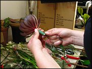 www.floristic.ru - Флористика. Суккуле́нты (Succulentus)