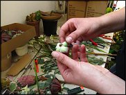 www.floristic.ru - Флористика. Суккуле́нты (Succulentus)