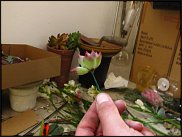 www.floristic.ru - Флористика. Суккуле́нты (Succulentus)