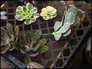 www.floristic.ru - Флористика. Суккуле́нты (Succulentus)