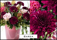 www.floristic.ru - . "Just Chrysanthemum"  )