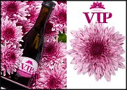 www.floristic.ru - . "Just Chrysanthemum"  )