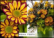 www.floristic.ru - . "Just Chrysanthemum"  )