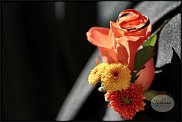 www.floristic.ru - .     ? -  