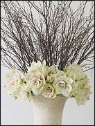 www.floristic.ru - . Hippeástrum - 